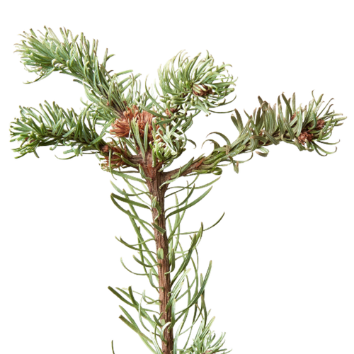 Noble Fir Tree