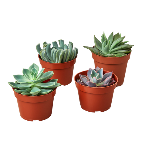 Echeveria Succulent Variety Pack