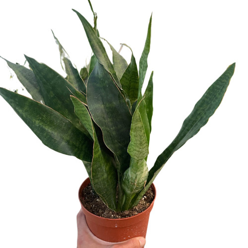 Snake Plant 'Jaboa'
