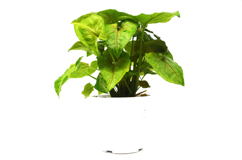 Syngonium Berry(Arrowhead Plant) / Live Plant