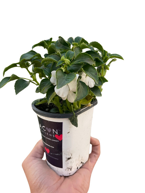 Impatiens
