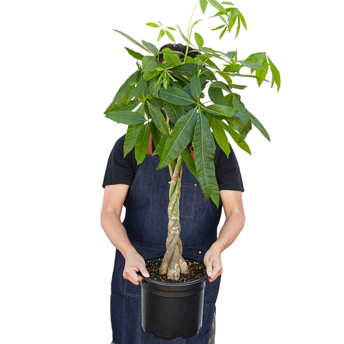 Money Tree 'Guiana Chestnut' Pachira Braid 