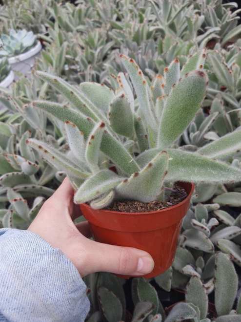 Kalanchoe Tomentosa Panda Plant Succulent