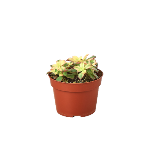 Succulent 'Kiwi' Variegated