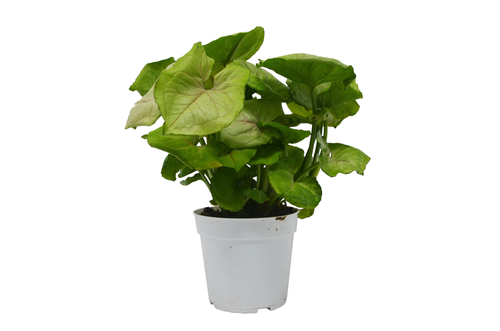Syngonium 'Cream Allusion'
