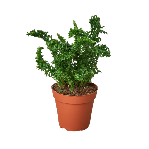 'Emina' Fern - 4" Pot