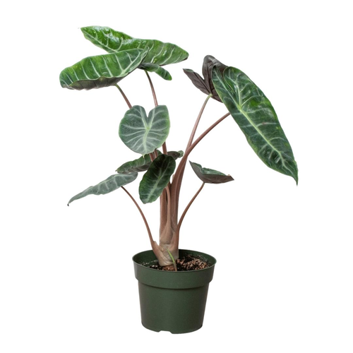 Alocasia Ebony
