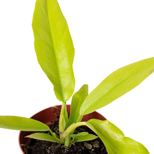 Philodendron 'Ring of Fire' 
