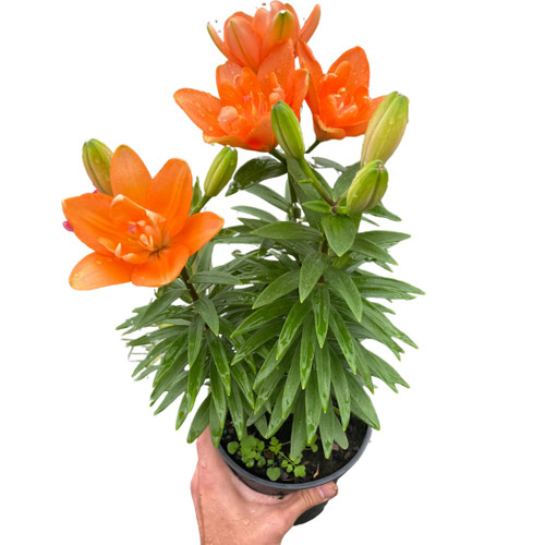 Asiatic liliy (Lilium)