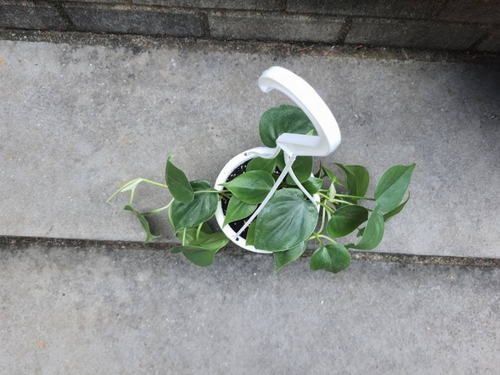 Philodendron Heartleaf Green Full Plant Leafy House Plant
