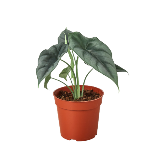 Alocasia Amazonica 'Reversa'