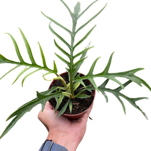 Philodendron 'Tortum'