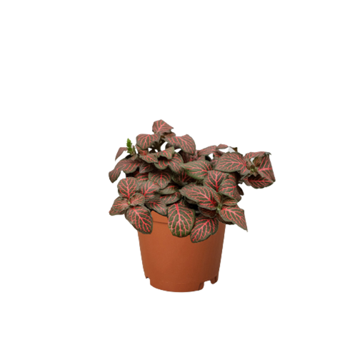 Fittonia 'Red'