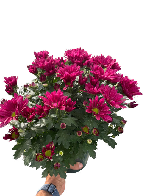 Mums (Chrysanthemum)