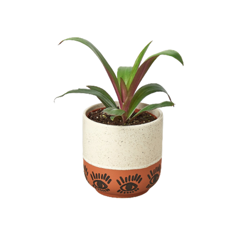 Eye Balls Planter