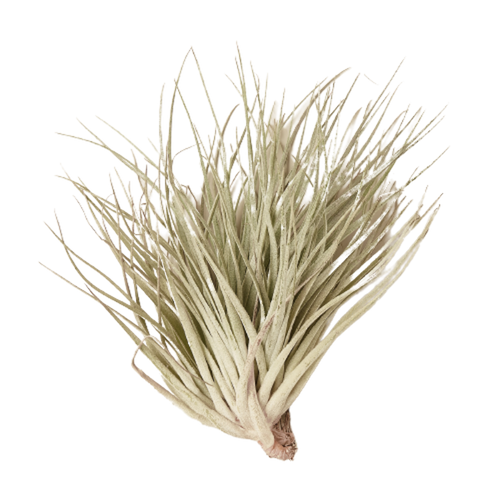 Tillandsia Air Plant Houston Red Princess
