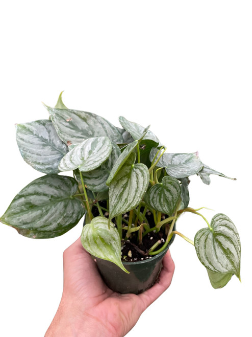 Philodendron 'Brandi'