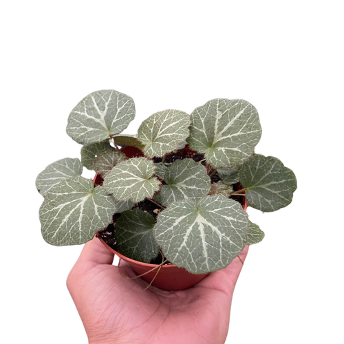 Begonia 'Strawberry'