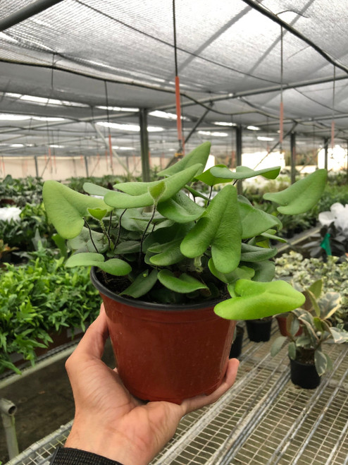 'Heart' Fern