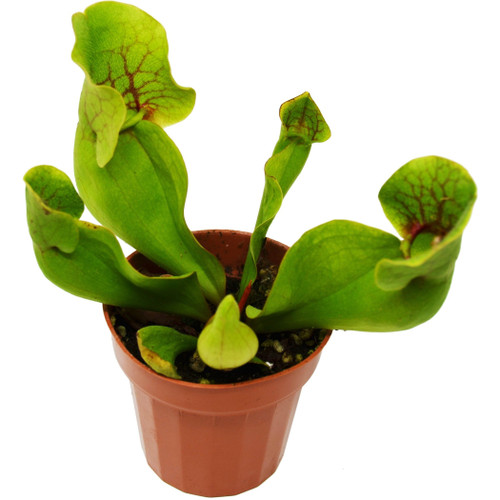 Carnivorous 'Pitcher' Plant
