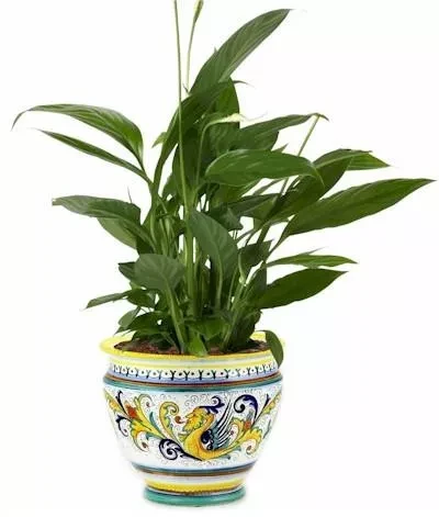 RAFFAELLESCO PLANTER/CACHEPOT