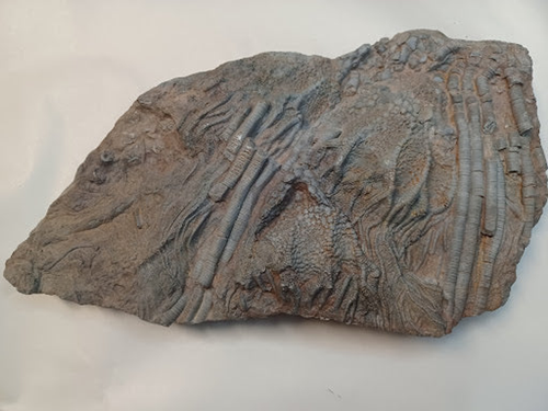Large Crinoid Fossil