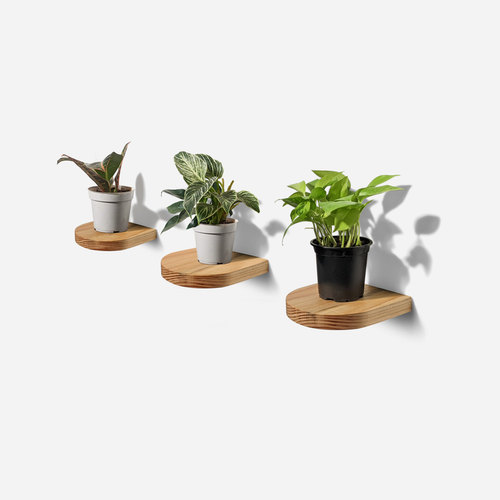 Rainbow plant shelf