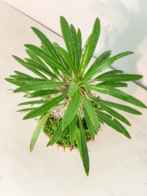 Madagascar Palm Kokedama