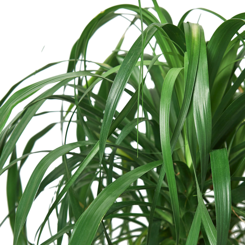 Palm 'Ponytail' 