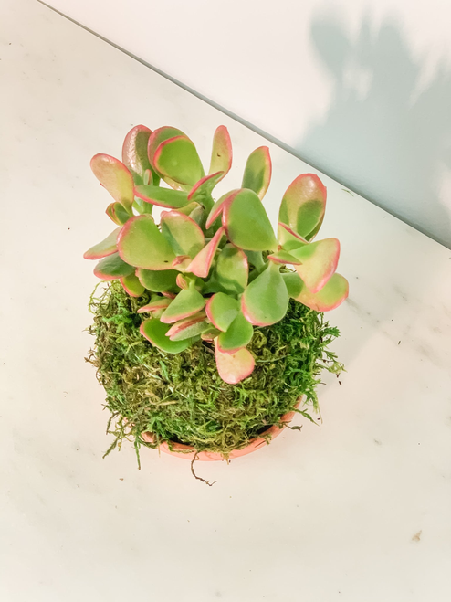 Jade Sunset Kokedama