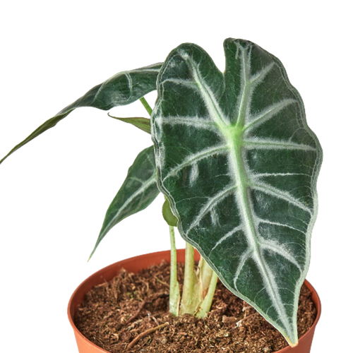Alocasia Amazonica 'Bambino'