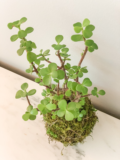 Elephant Bush Green Kokedama