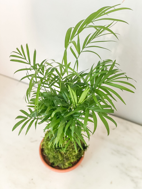 Parlor Palm Kokedama
