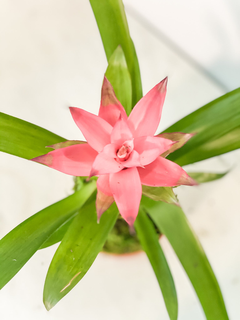 Bromeliad Kokedama 