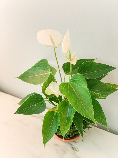 Anthurium Kokedama 