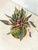 Pepermomia Rosso Kokedama