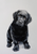 Black Labrador Puppy - Joni Monroe Beinborn Portrait House and Garden Flag