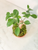 Ficus Bonsai Kokedama