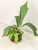 Fern Staghorn Kokedama