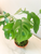 Philo Monstera Kokedama