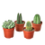 Cacti Variety Pack