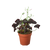 Oxalis Triangularis 'Purple Shamrock'