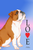 Bulldog - Tomoyo Pitcher Love  Garden Flag ..