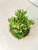 Jade Gollum Kokedama