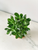 Jade Kokedama