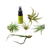 Tillandsia Air Plant Packs with Fertilizer Spray