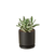 Kalanchoe Succulent 'Panda Plant' 