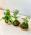 Mini Kokedamas (Foliage, 3 per order)