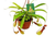 Carnivorous 'Monkey Cup' Plant