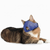 10 Pack Four Flags Over Aspen Quick Muzzle for Cats